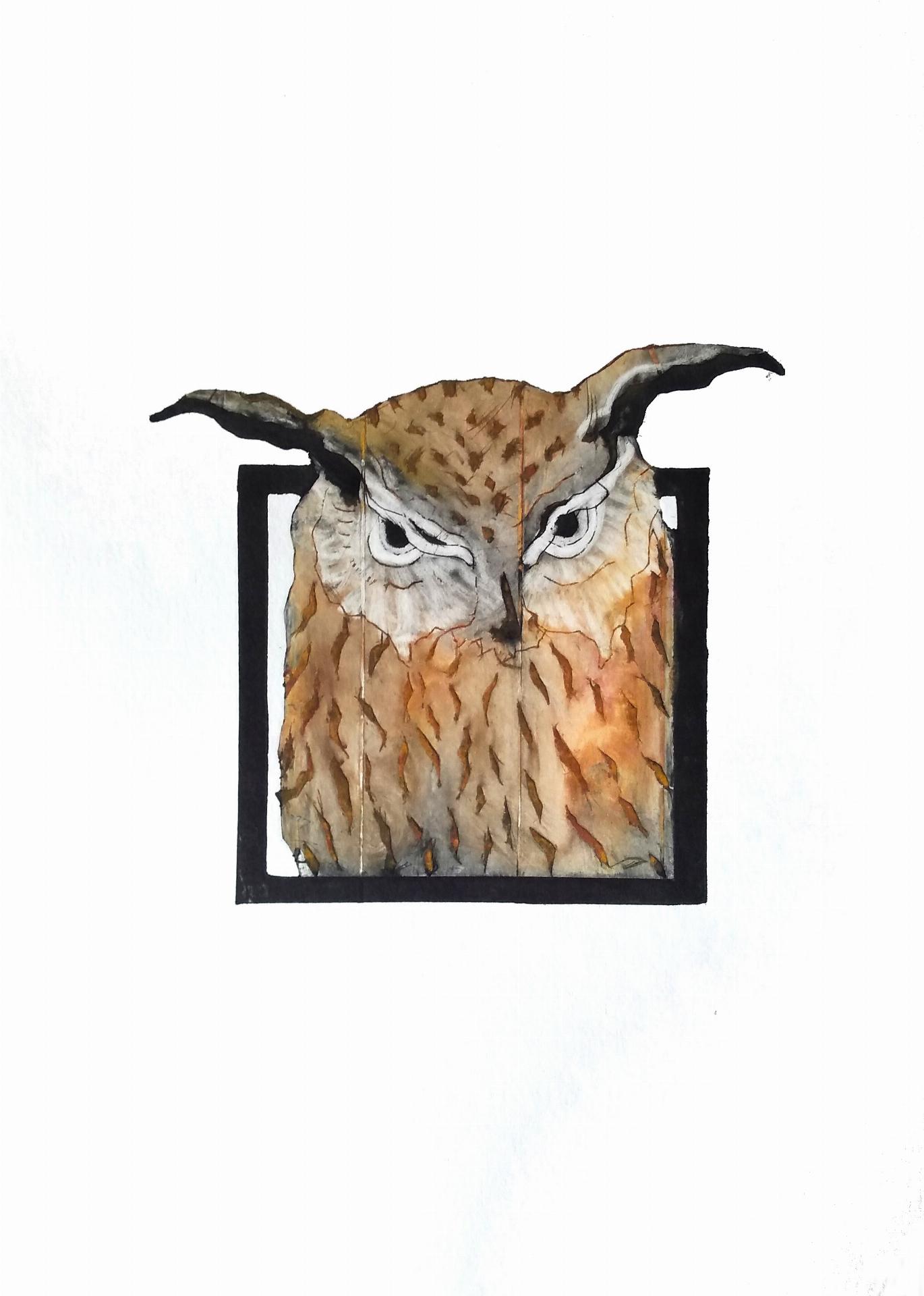 Little Owl