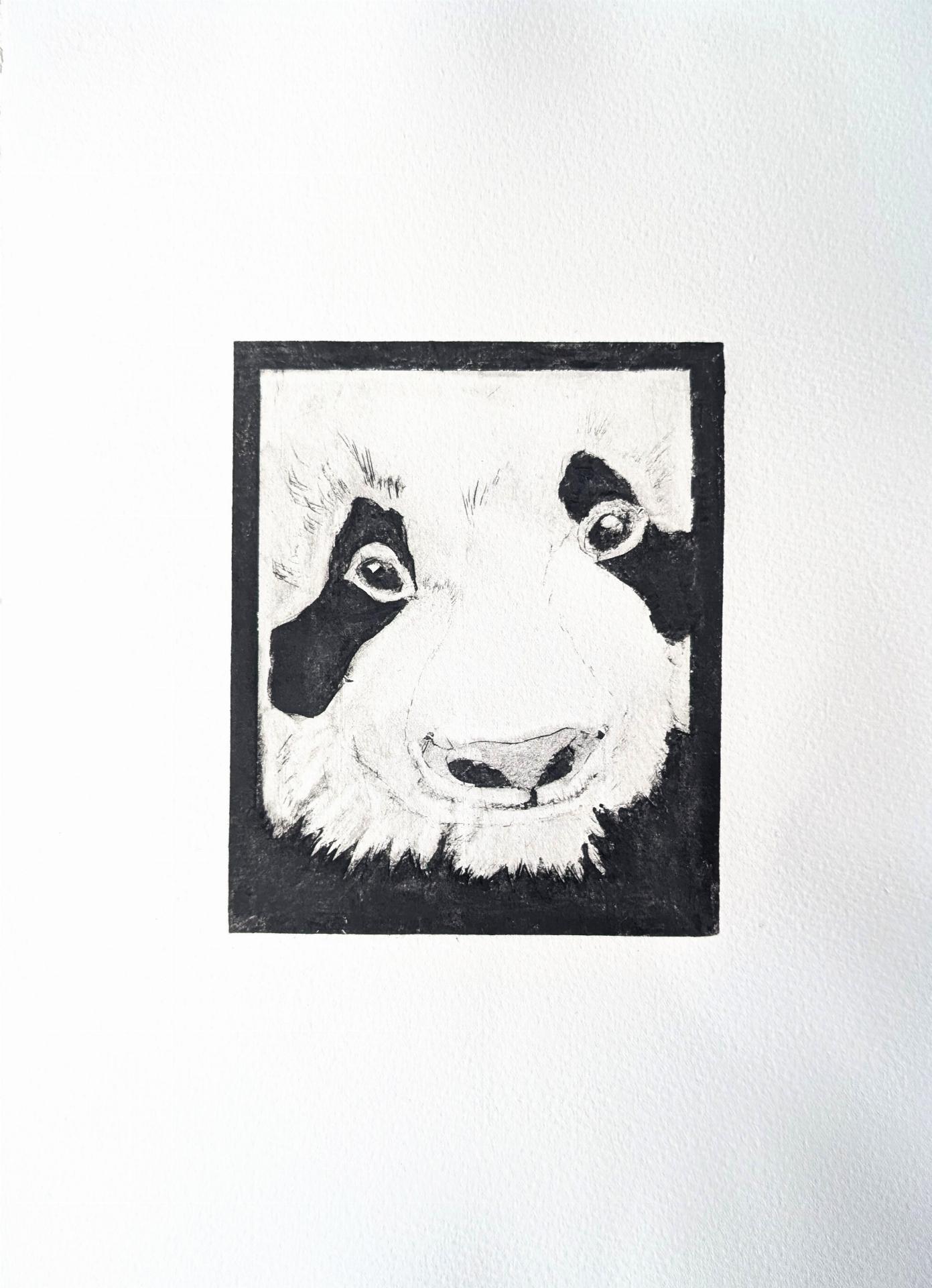 Pandas Closeup