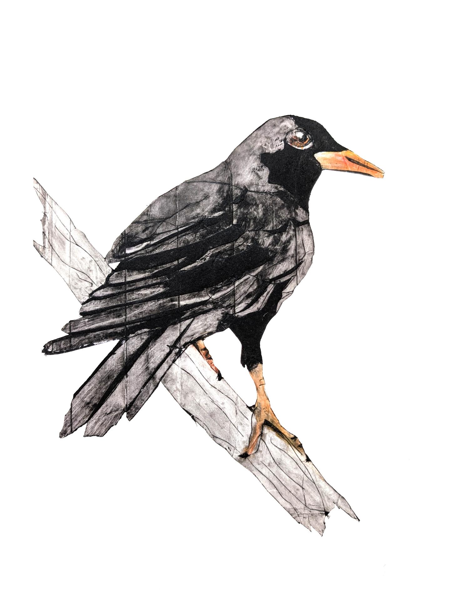 Blackbird