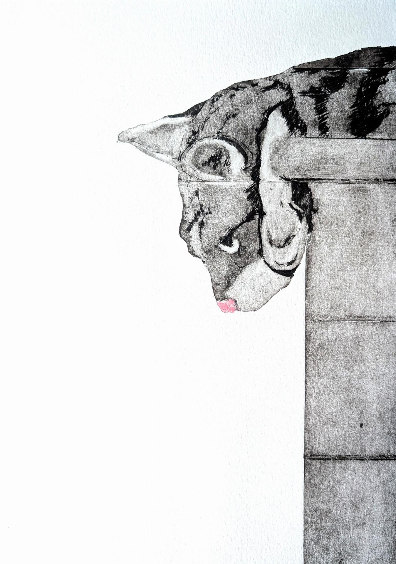 Curious Cat