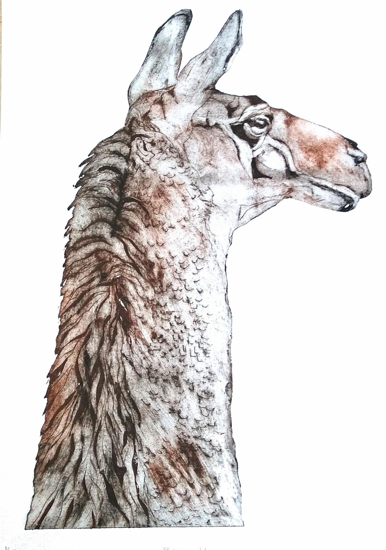 Being Llama